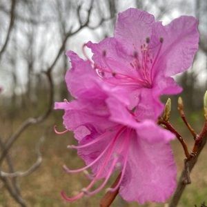 Meet your Posher, Misbah